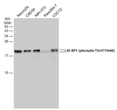 Western Blot: 4EBP1 [p Thr46, p Thr37] Antibody [NBP3-13169]
